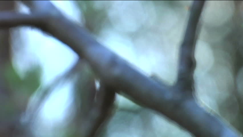 Caterpillar crawling on tree branch  | Shutterstock HD Video #5263160