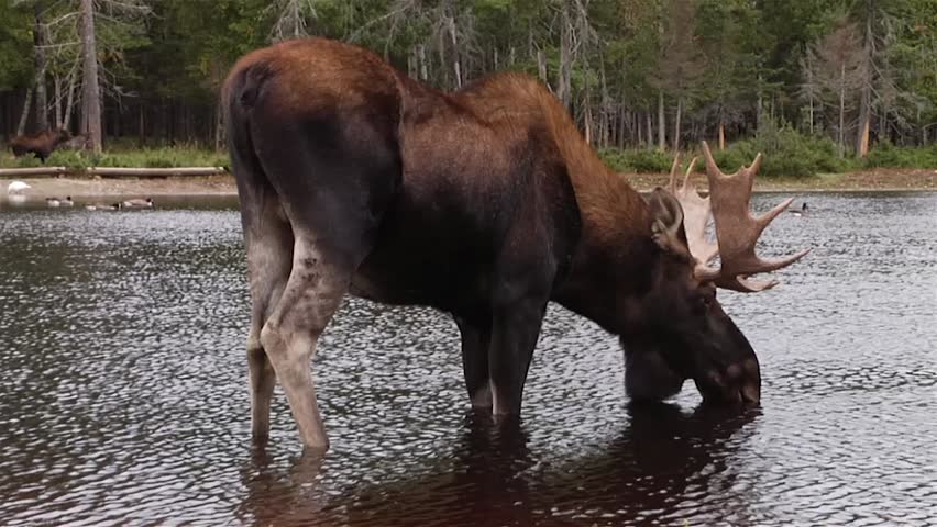 A moose takes a drink from a lake with ducks and another moose in the background.