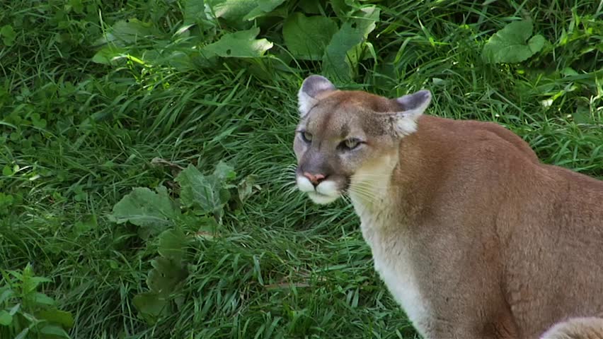 Cougar standing in shaded grass looking around.