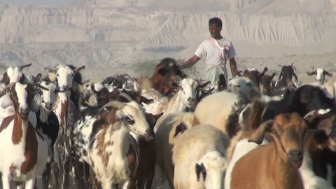 QESHM ISLAND, IRAN - 30 OCTOBER 2013: A shepherd walks his goats and sheep home, through an arid desert landscape in Iran