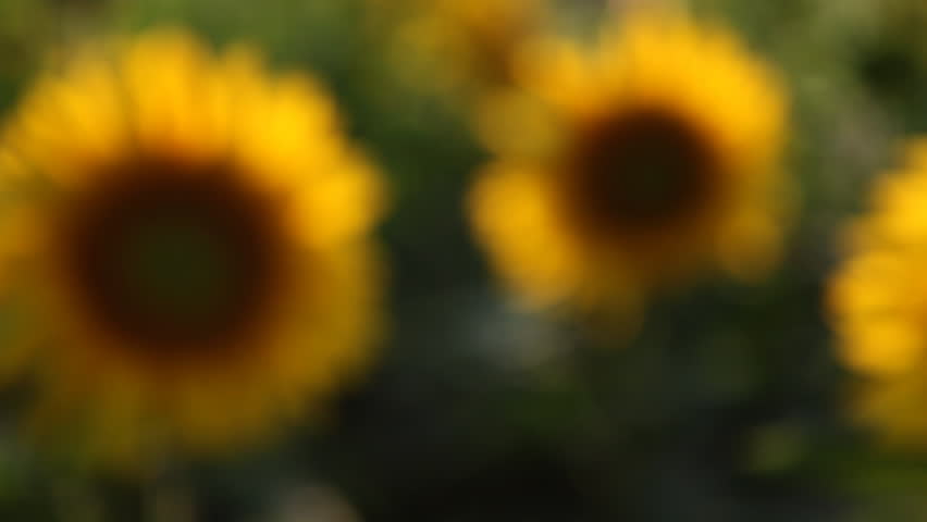 Beautiful woman in sunflower field