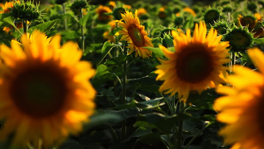 Beautiful woman in sunflower field