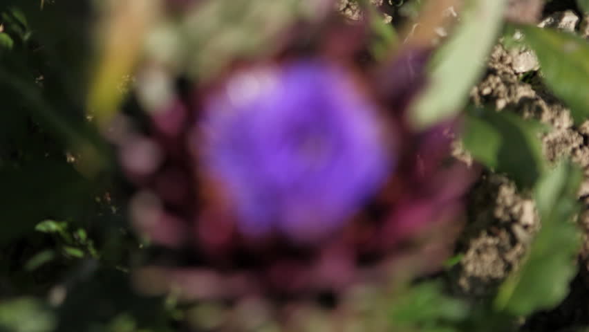Changing focus on beautiful purple flower