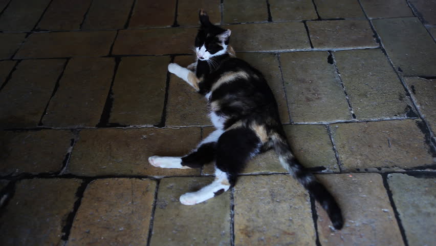 Cat lying relaxed on stone tiled floor
