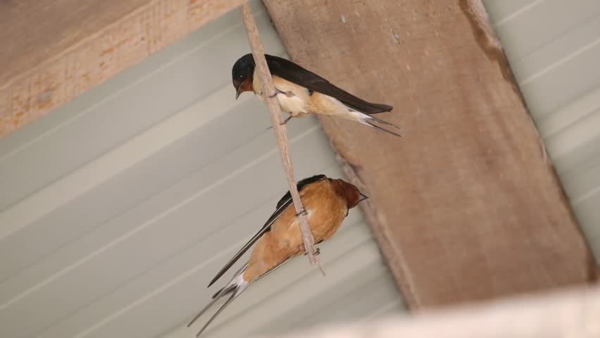 Two Barn Swallows perched on a twig fly away.