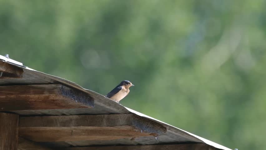 Barn Swallow standing on a tin roof looking around.