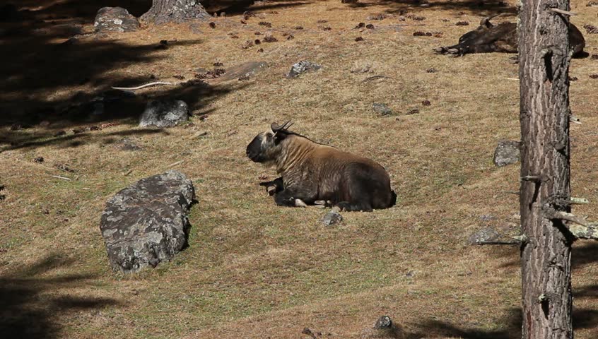 Takin - The National animal of Bhutan