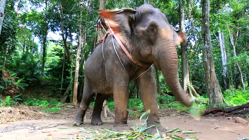 Elephant for tourist ride, eating. Elephant camp, Krabi, Thailand