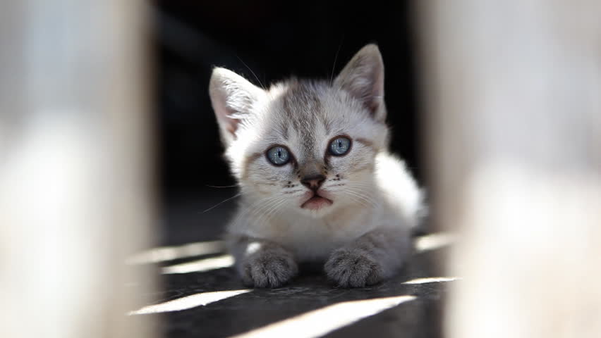Beautiful white kitten with shiny blue eyes