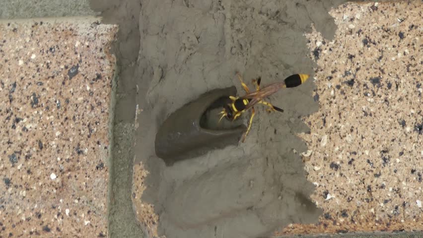 A wasp constructs its nest