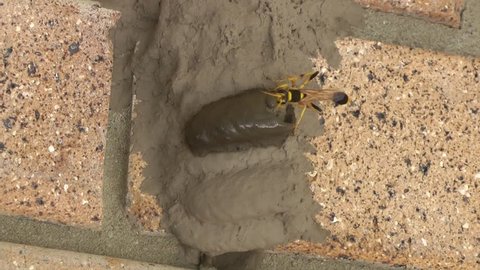 A wasp constructs its nest