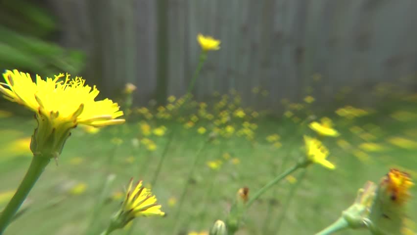 Flowers- Dandelions in the breeze