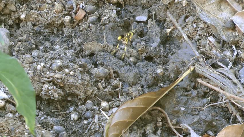 A wasp collects mud for its nest.