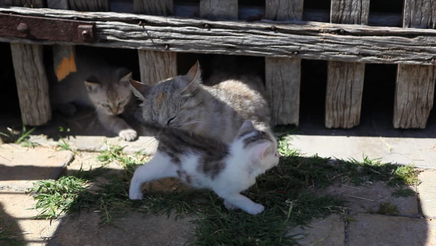 Kitten playing with mother cat