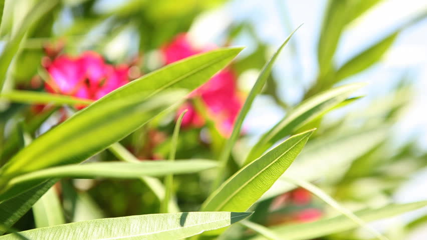 Pink flowers, green leafs and blurred background