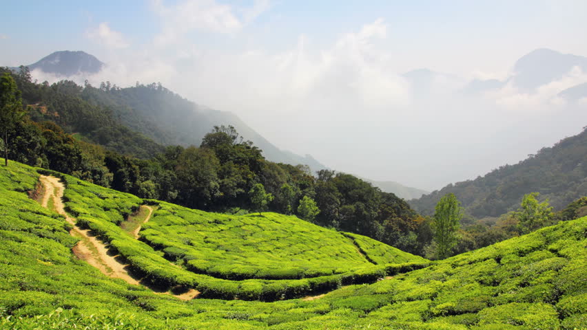 mountain tea plantation in Munnar Kerala India - timelapse 4k