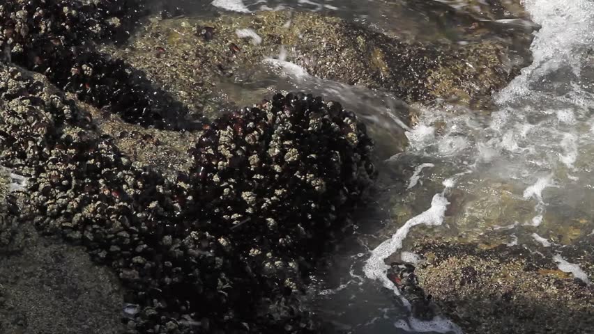 Close up of mussels on the rocks with waves crashing over