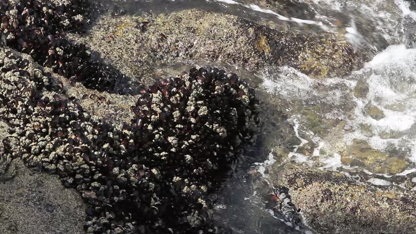 Close up of mussels growing on a rock in the sea.