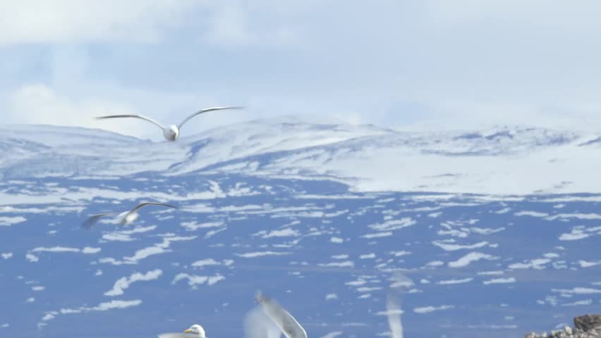 A group of seagulls flying near mountains in Arctic Bay, Nunavut.
