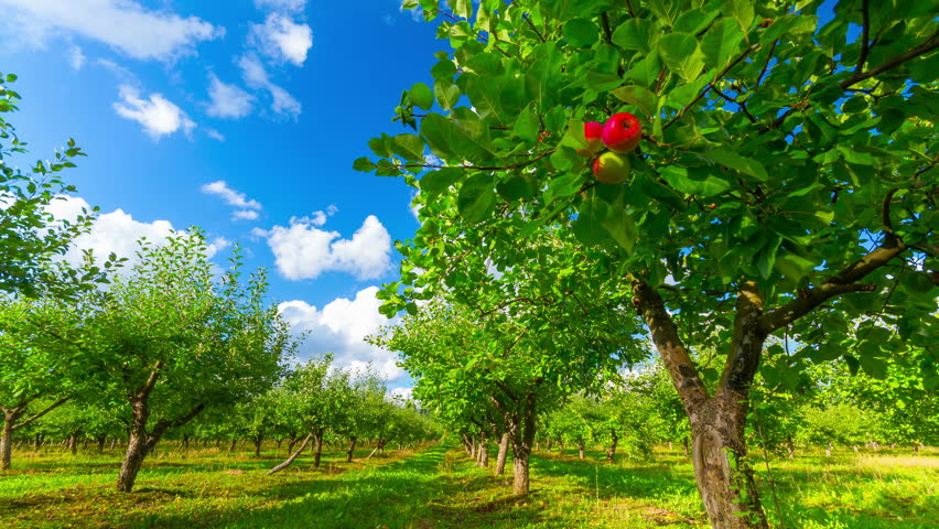 apple orchard with ripe apples, 4K timelapse 