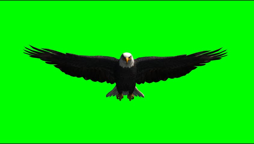 American Eagle fly animal green screen Video Footage Royalty-Free Stock Footage #5273468