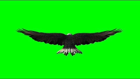 American Eagle fly animal green screen Video Footage