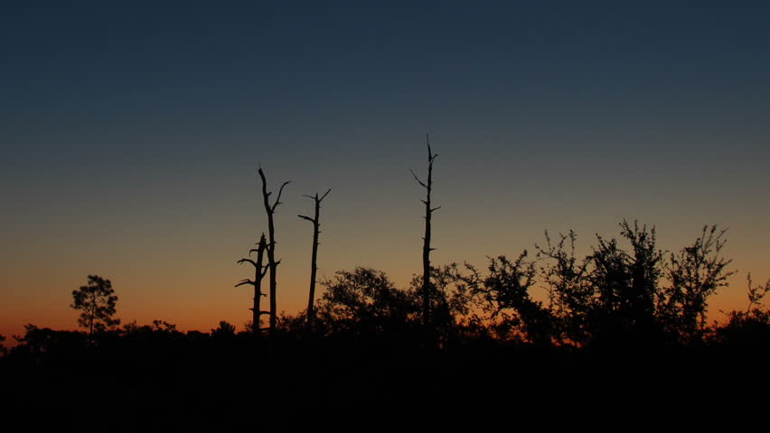 The pre-dawn glow over wooded swamp land in Florida. HD 1080p time lapse.