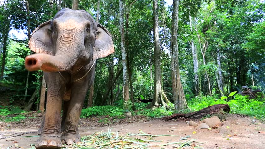 Elephant for tourist ride, in elephant camp, Krabi, Thailand