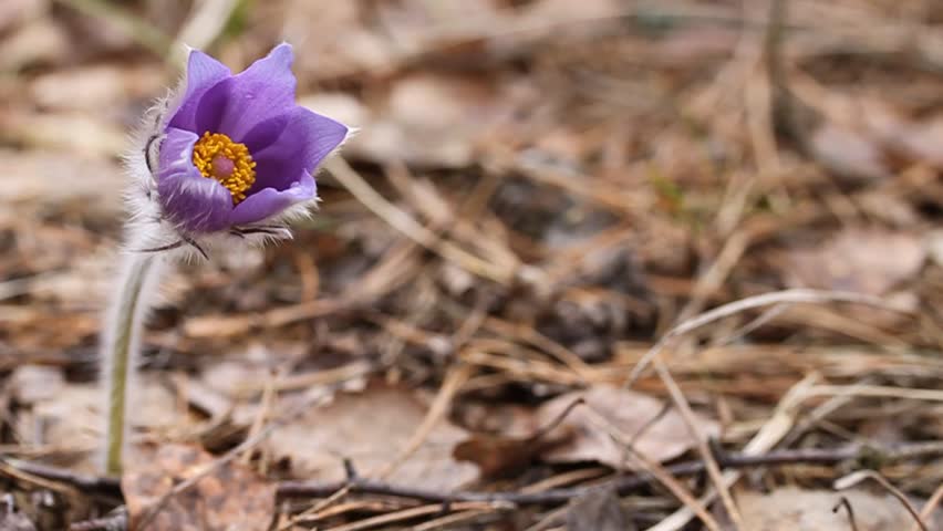 Spring flower in the wind. 
