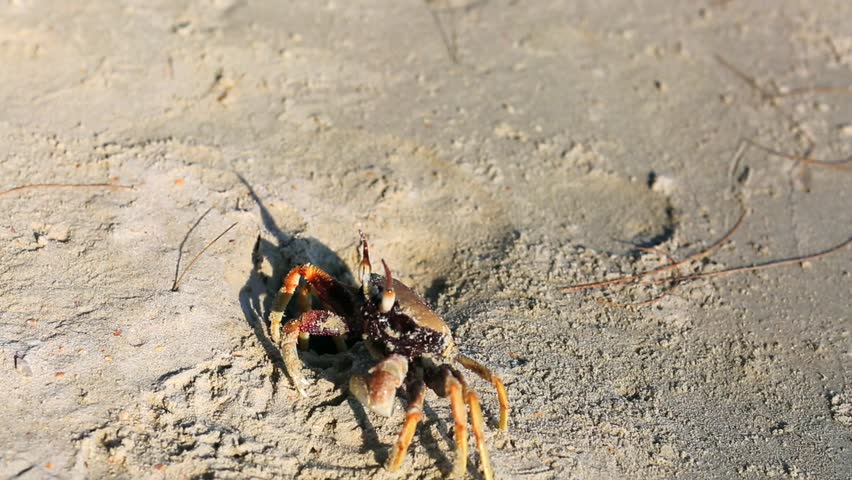Crab on the sand. Krabi, Thailand.