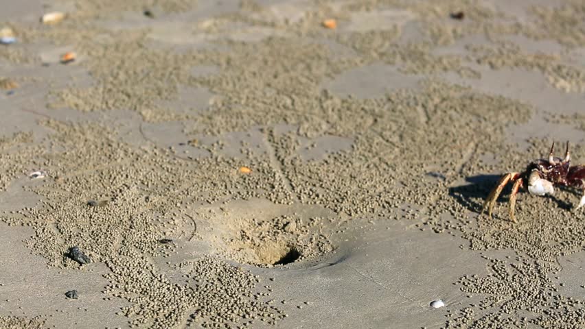 Crab on the sand. Krabi, Thailand.