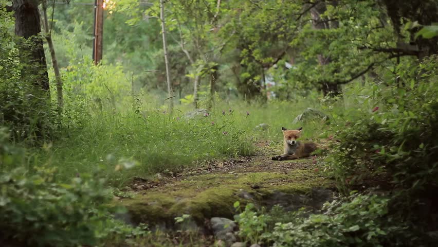 Red Fox Moving About in Stock Footage Video (100% Royalty-free) 5275331