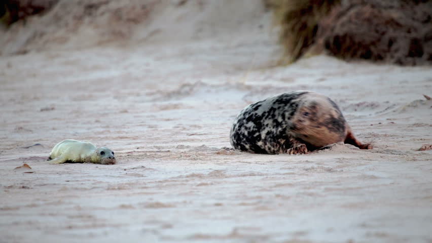 mother seal giving birth beach Stock Footage Video (100% Royalty-free ...