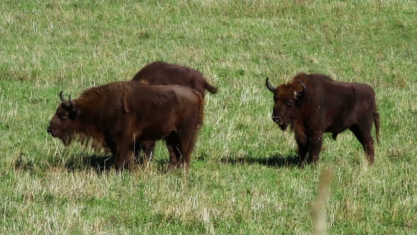 wild bison in the field 