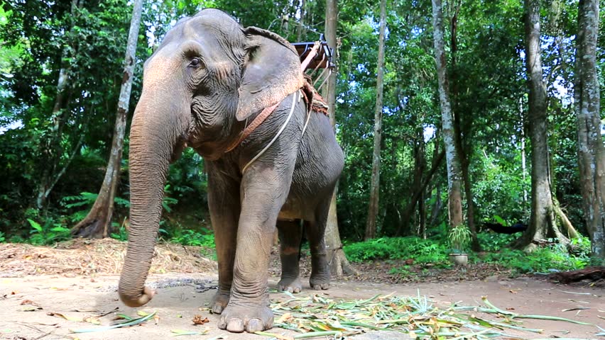 Elephant for tourist ride, in elephant camp, Krabi, Thailand