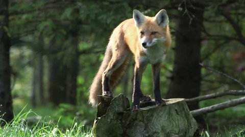 Fox standing on a stump in a lush woodland. (Pan)