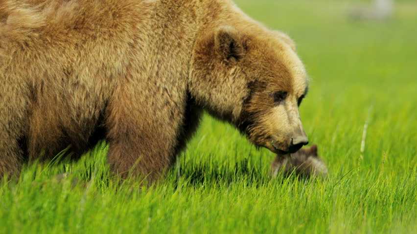 Brown female Bear Ursus arctos with young cubs feeding on rich vegetation in summer Kenai National Park, Alaska, USA shot on RED EPIC, 4K, UHD, Ultra HD resolution