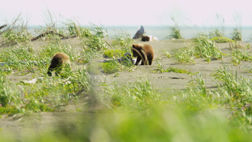 Young Brown Bear cubs playing nr female in summer sun Wilderness grasslands, Lake Clark National Park, Alaska, USA shot on RED EPIC, 4K, UHD, Ultra HD resolution