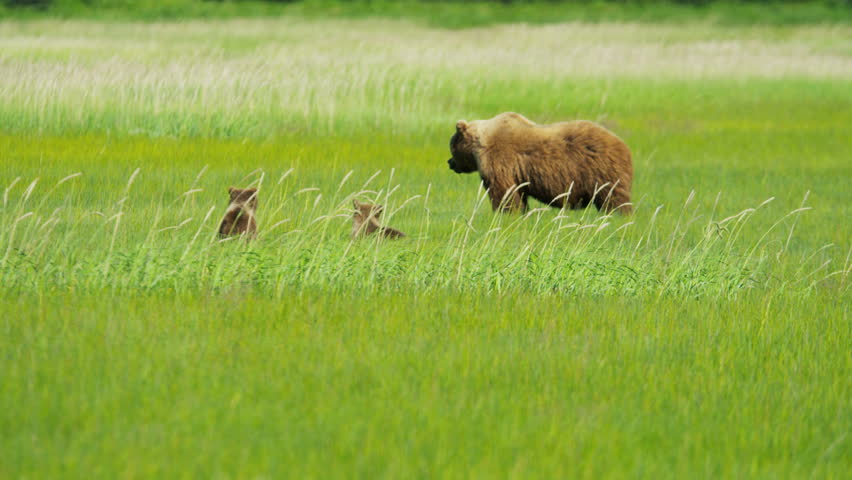Young Brown Bear cubs relaxing guarded by adult female summer time on Wilderness grasslands shot on RED EPIC, 4K, UHD, Ultra HD resolution