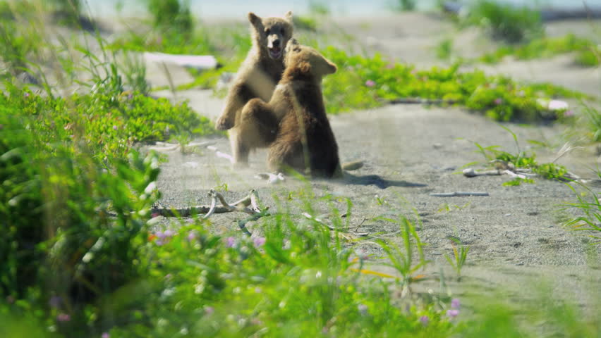 Baby Brown Bear cubs playing in summer time and having fun in the sun, Lake Clark National Park, Alaska, USA shot on RED EPIC, 4K, UHD, Ultra HD resolution
