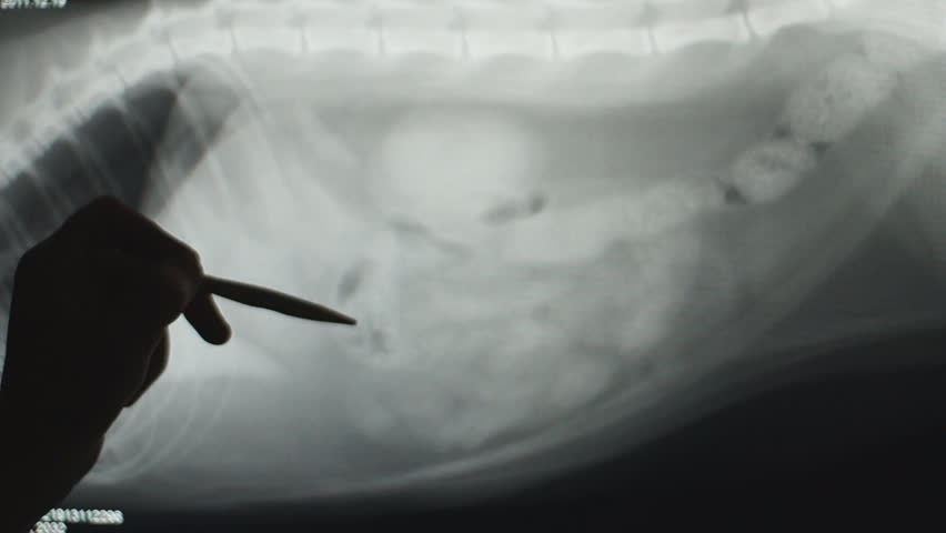 Veterinarian identifies an abdominal obstruction in cat. Surgical removal of