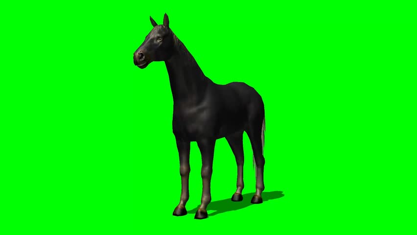 Black Horse Trots Animation - Stock Footage Video (100% Royalty-free