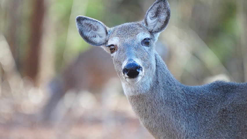 Whitetail Deer (Odocoileus virginianus) in Georgia, Doe  in December,