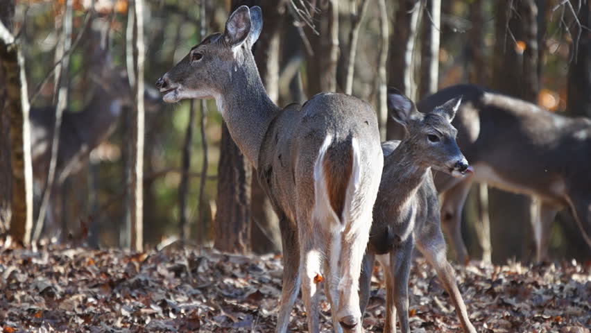 Whitetail Deer (Odocoileus virginianus) in Georgia, Doe family group in