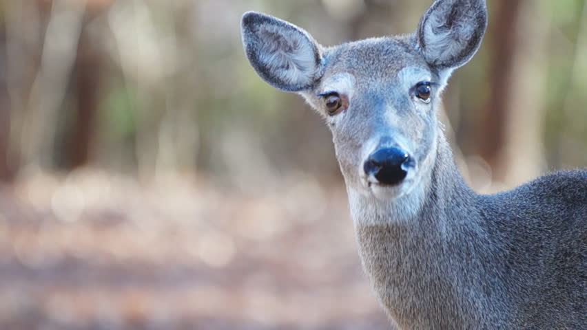Whitetail Deer (Odocoileus virginianus) in Georgia, Doe in December,