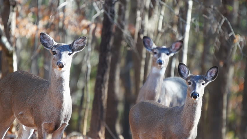 Whitetail Deer (Odocoileus virginianus) in Georgia, Doe family group in