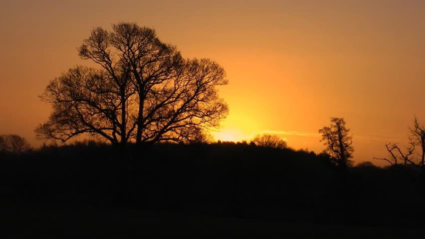 English Oak Tree on a rural landscape at sunrise on an autumn morning