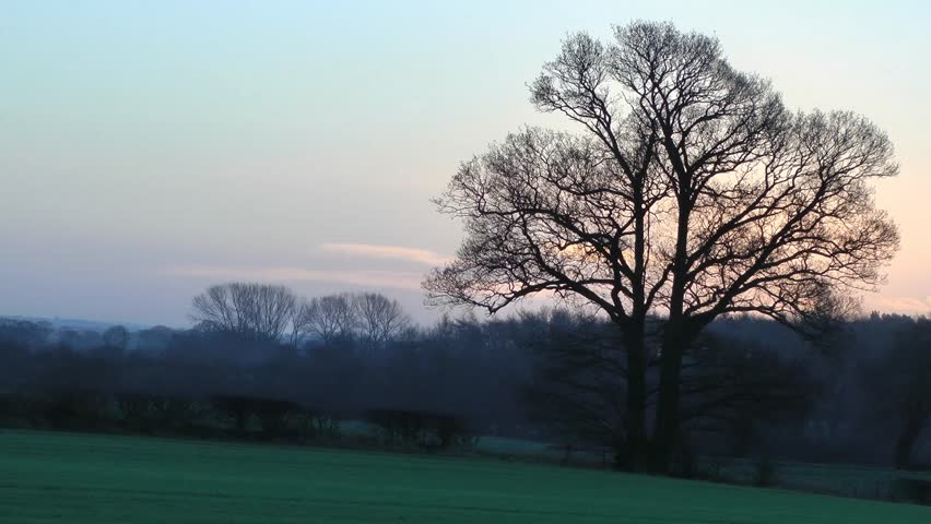 English Oak Tree on a rural landscape at sunrise on an autumn morning