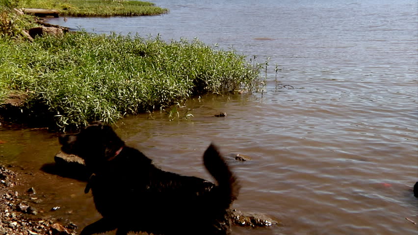 A dog runs into the water to get his stick.  Shot at 60fps.