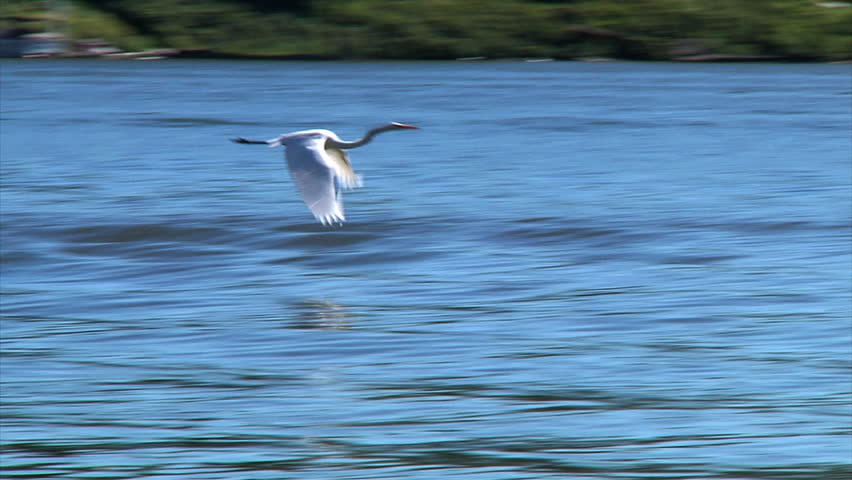 A Great Egret flies over the Ohio River.  Shot at 60fps.